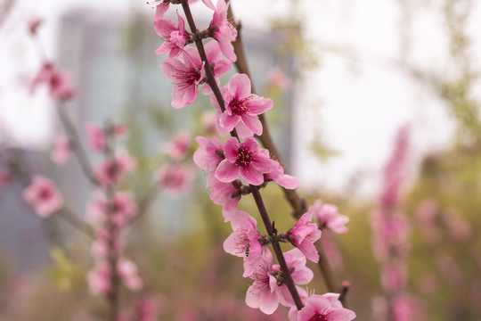 红色桃花