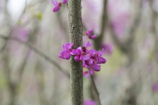 紫荆花