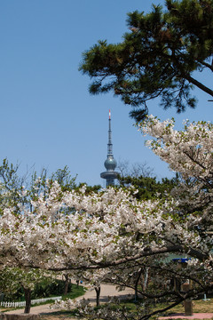 春天的青岛中山公园