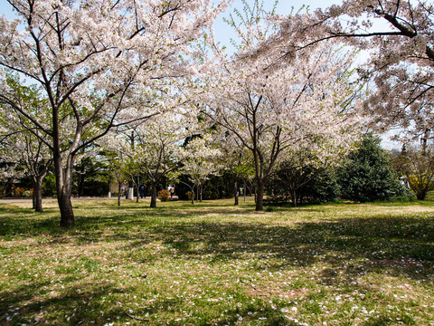 春天的青岛中山公园