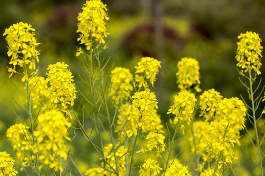 油菜花