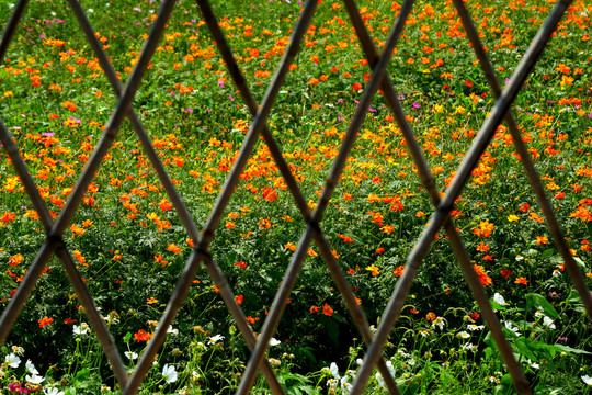 花海波斯菊