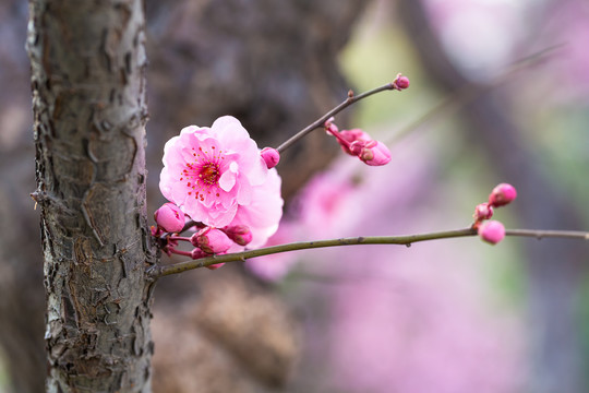 梅花