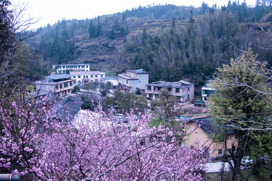 山村桃花