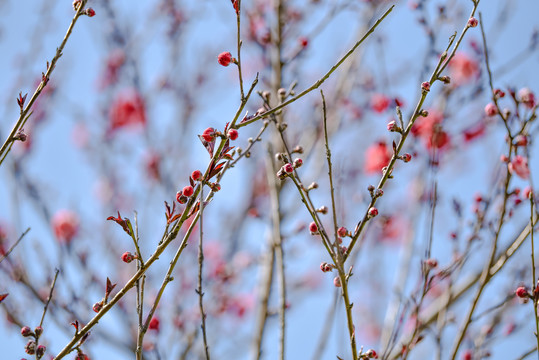 花苞