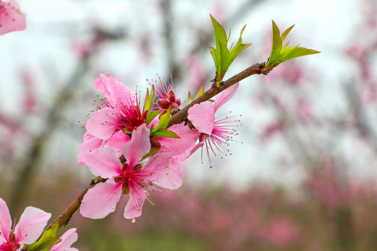 桃花