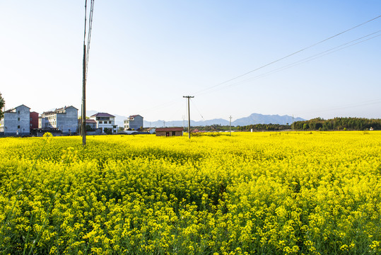 农村油菜花