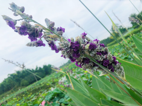 再力花