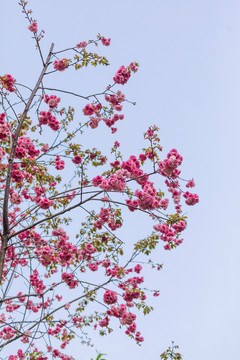 春天美丽的樱花