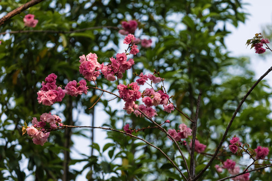 春天盛开的樱花