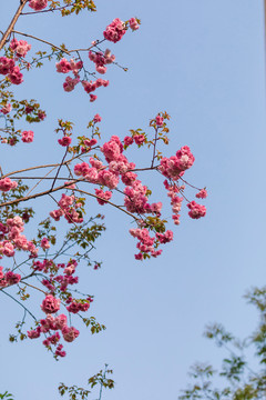 春天美丽的樱花