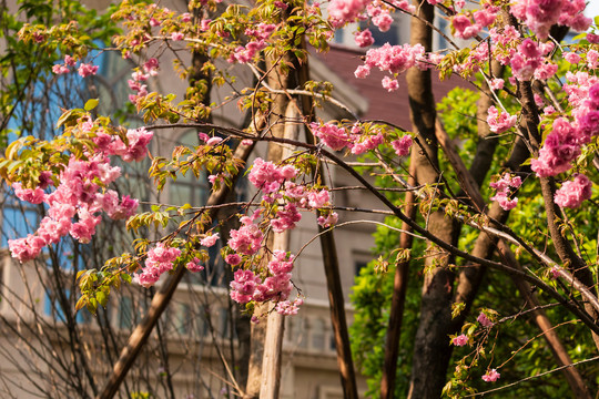 美丽的樱花