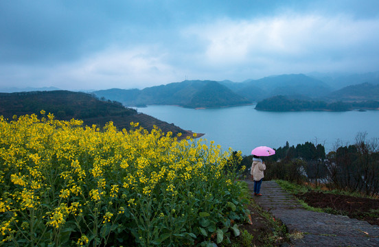 油菜花