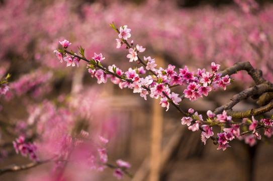 粉红桃花