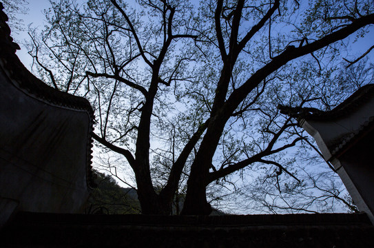 山林古寺