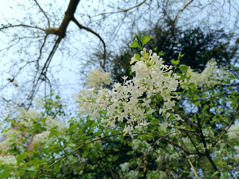 丁香花