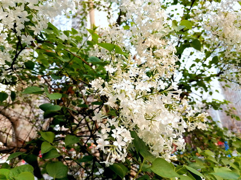 丁香花