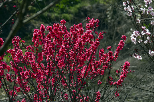 满树桃花