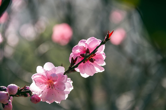 两朵盛开的粉色桃花