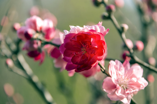 一枝双色桃花