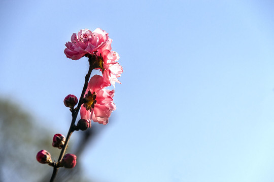 仰天开的红花碧桃