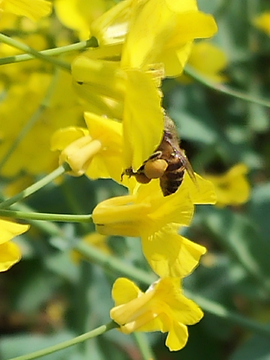 油菜花海