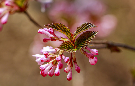 香荚蒾