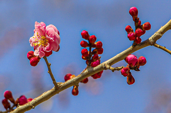 桃花