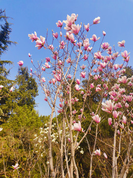 玉兰花