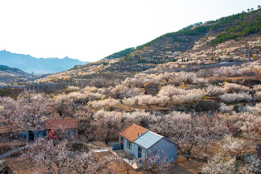 春天山谷果树开花