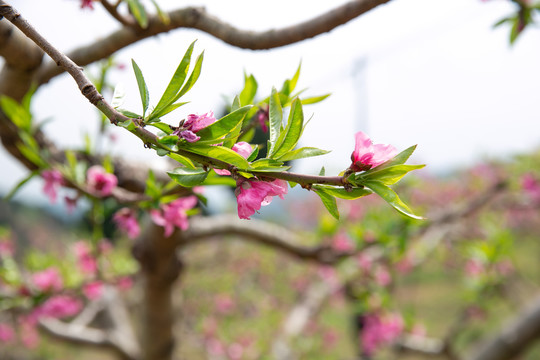 春天粉红色桃花