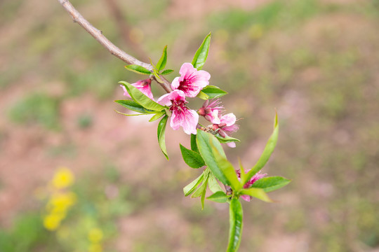 春天粉红色桃花