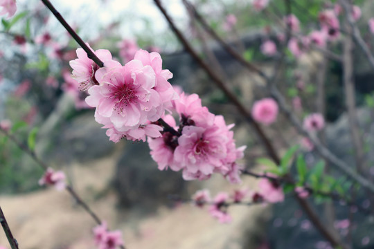 山上的桃花