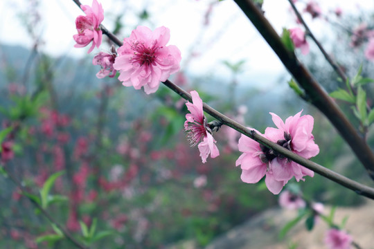 山上的桃花