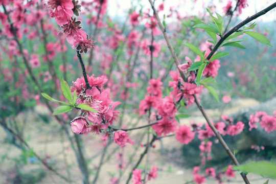 山上的桃花