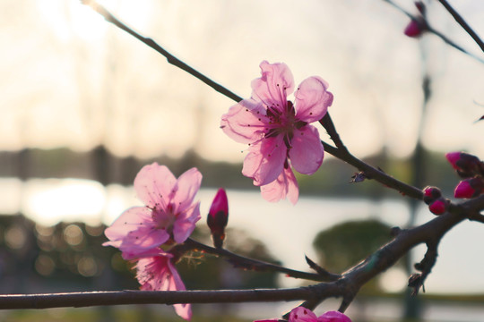 夕阳下的桃花