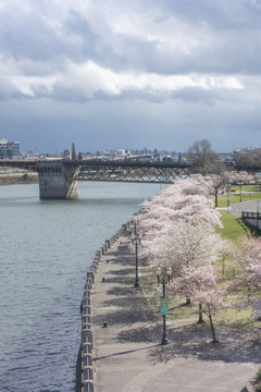 美国波特兰市樱花