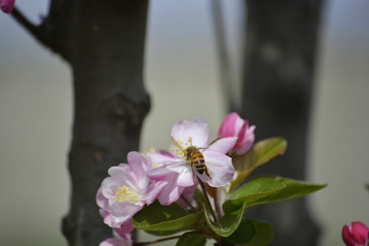 蜜蜂采花