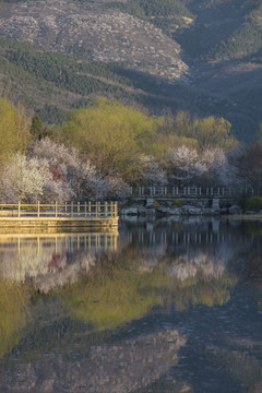 北京植物园南湖景区山桃花盛开