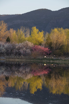 北京植物园南湖景区山桃花盛开