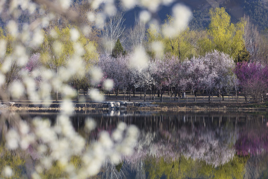 北京植物园南湖景区山桃花盛开