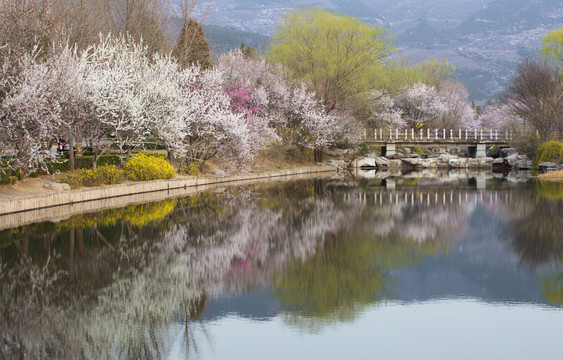 北京植物园南湖景区山桃花盛开