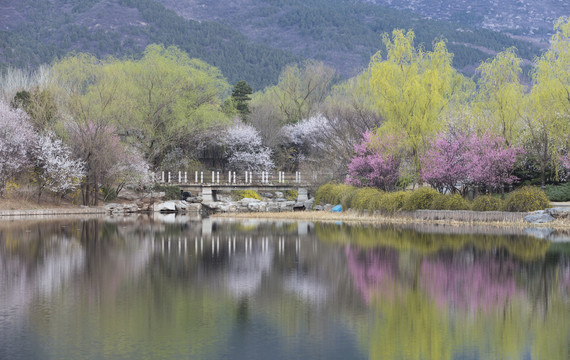 北京植物园南湖景区山桃花盛开