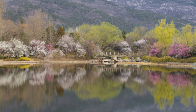 北京植物园南湖景区山桃花盛开