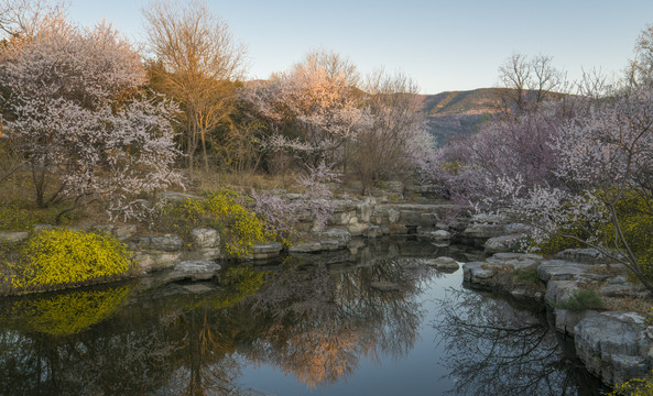 春天的北京植物园山桃花溪