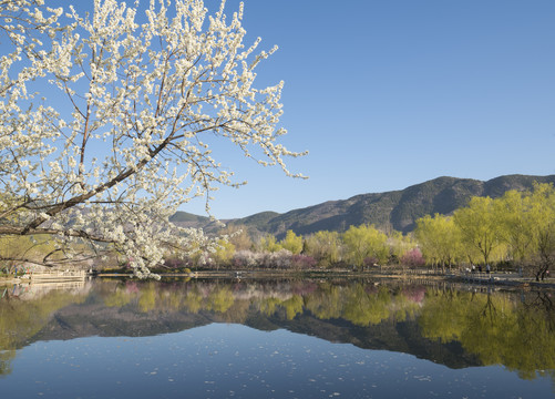 北京植物园南湖景区山桃花盛开