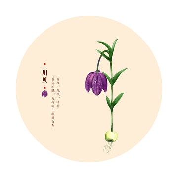 川貝