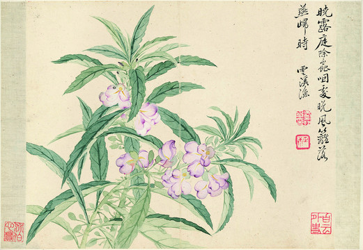 惲南田蘭花圖