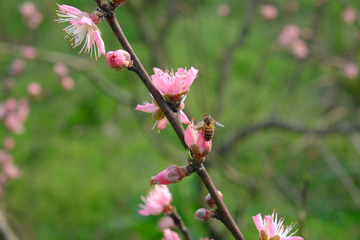 蜂舞桃枝