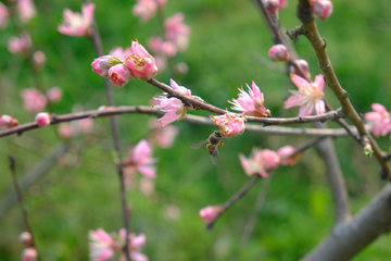 蜂舞桃枝